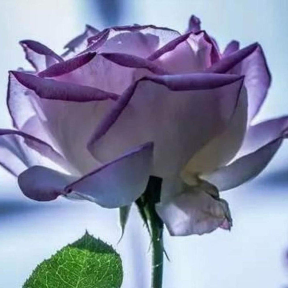 Violet Rose Edge Plant Seeds for Planting Non-GMO Heirloom Garden Seeds for Growing Beautiful Flowers