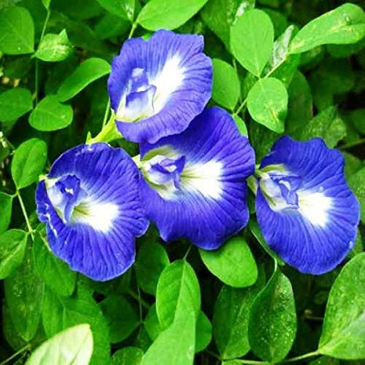Fresh Clitoria Flower Seeds for Planting - 100