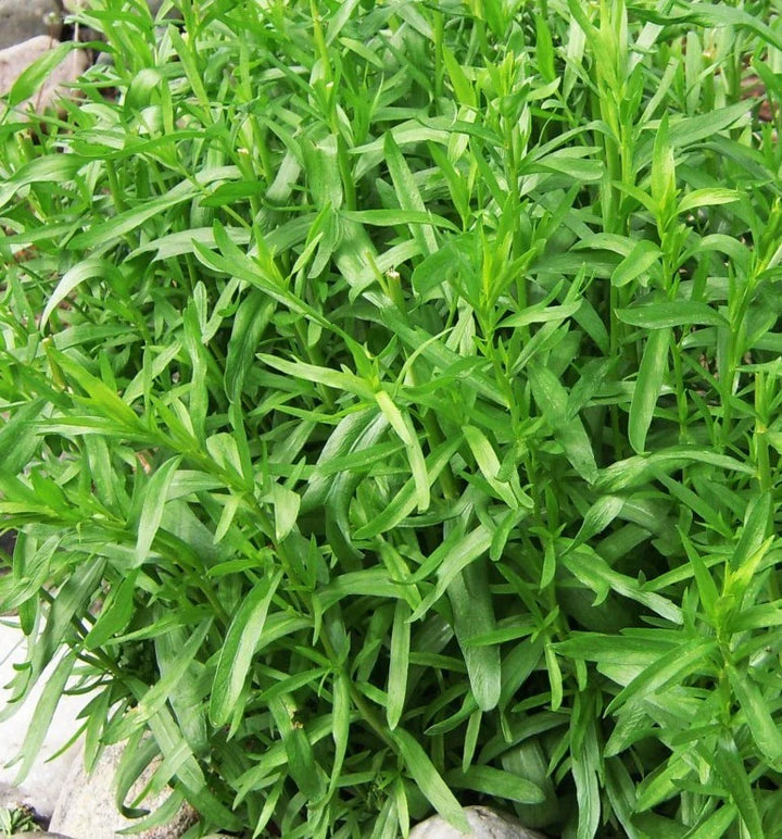 Tarragon Plant Seeds for Planting - 100