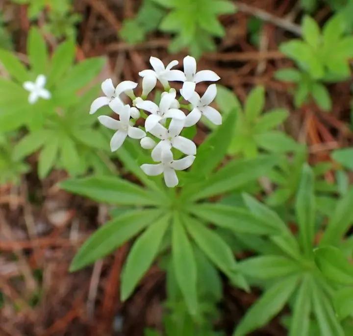 "non-gmo-sweet-woodruff-flower-seeds-for-shade-garden"

