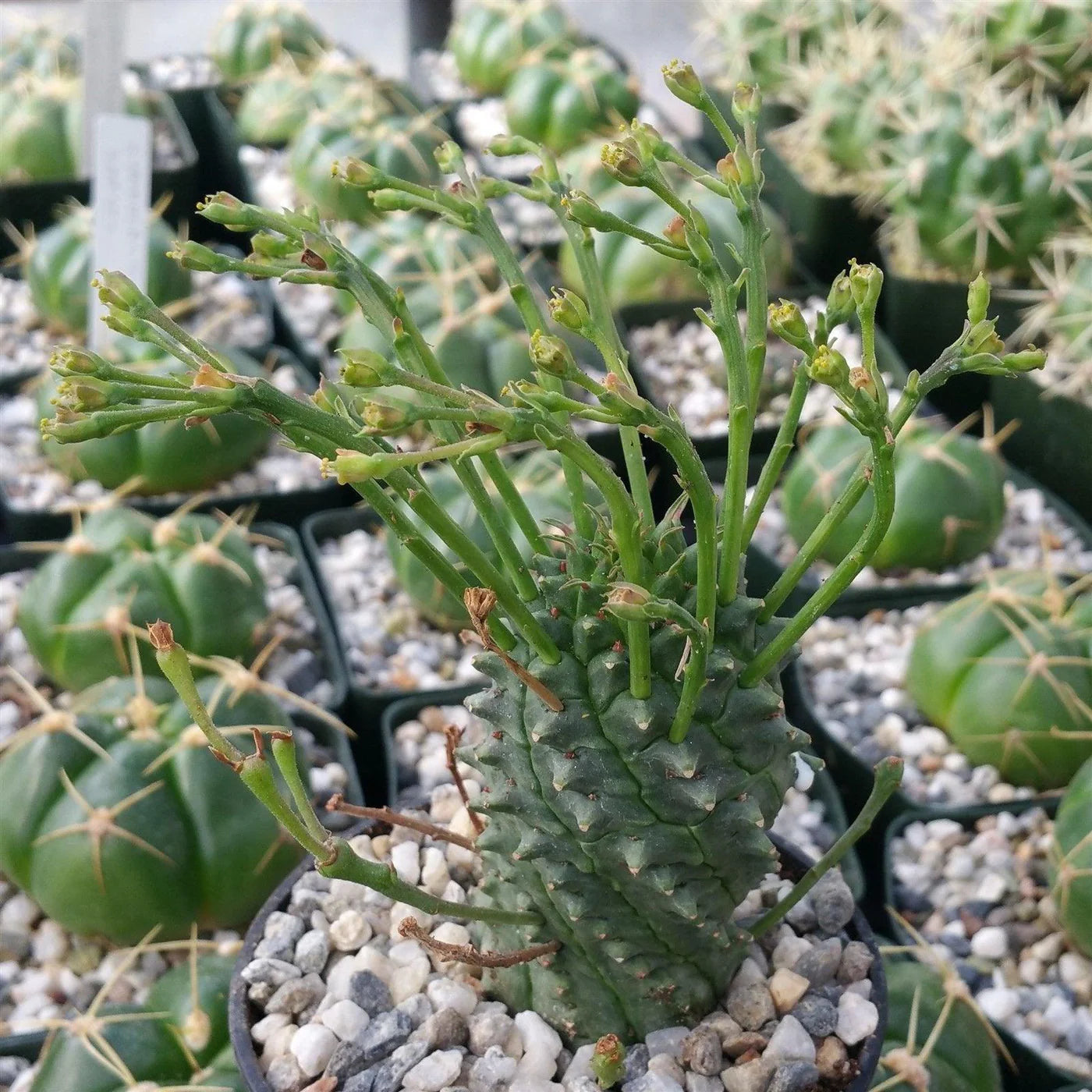 Euphorbia Spiralis Plant Seeds – Heirloom, Non-GMO, Unique Spiral Succulent for Garden Planting