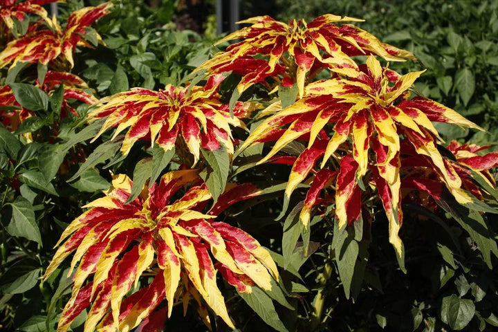 Heirloom Non-GMO Red Yellow Poinsettia Flower Seeds for Planting – Vibrant Holiday Blooming Seeds