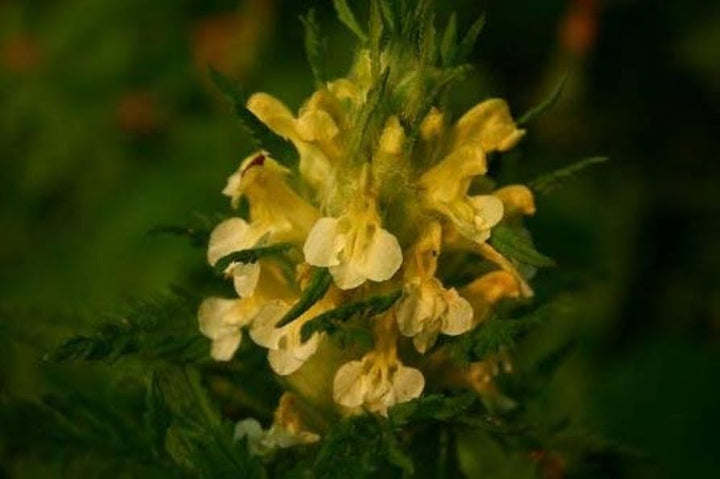 Yellow Pedicularis Lanceolata Flower Seeds for Planting - 100