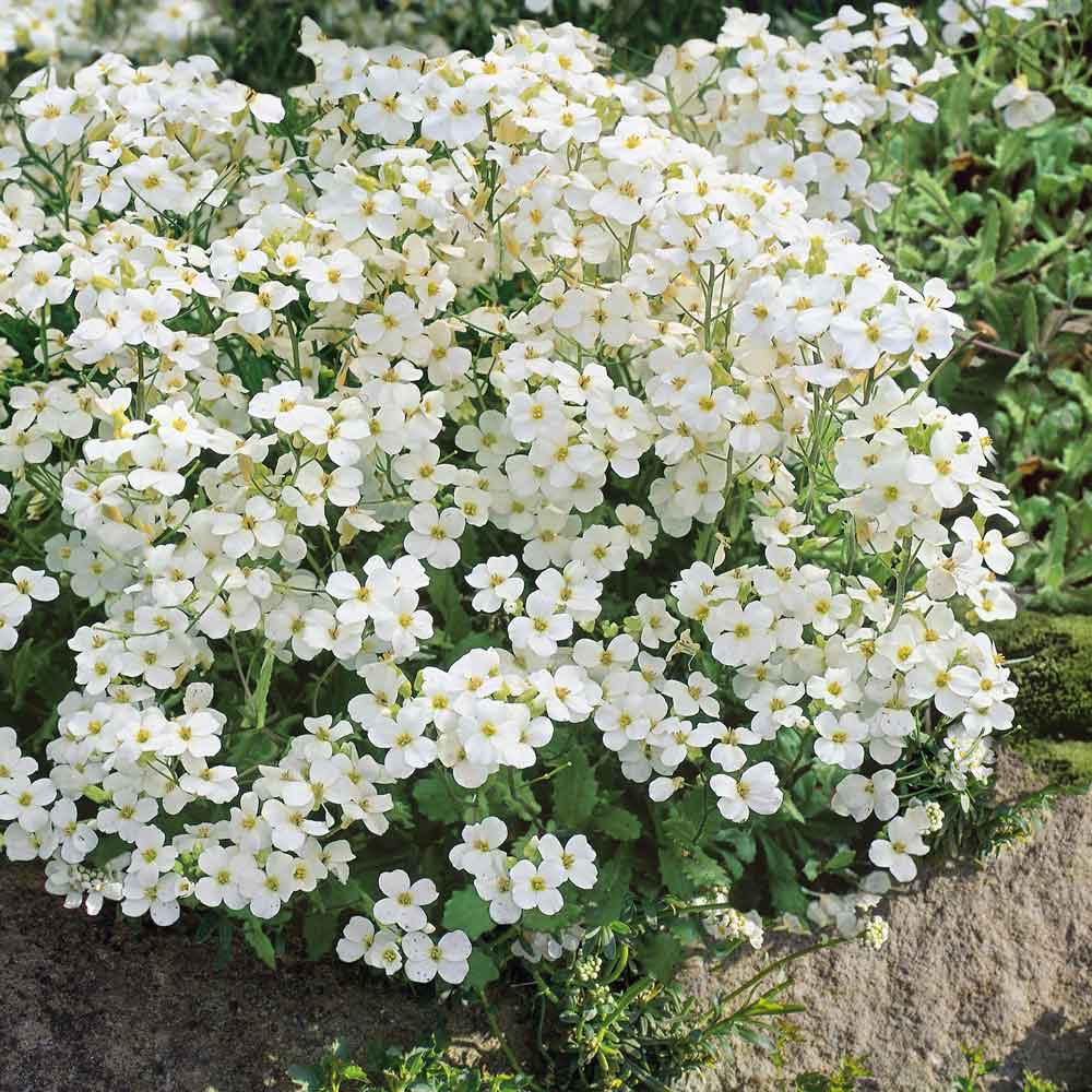 Rock Cress Seeds - Snow Peak