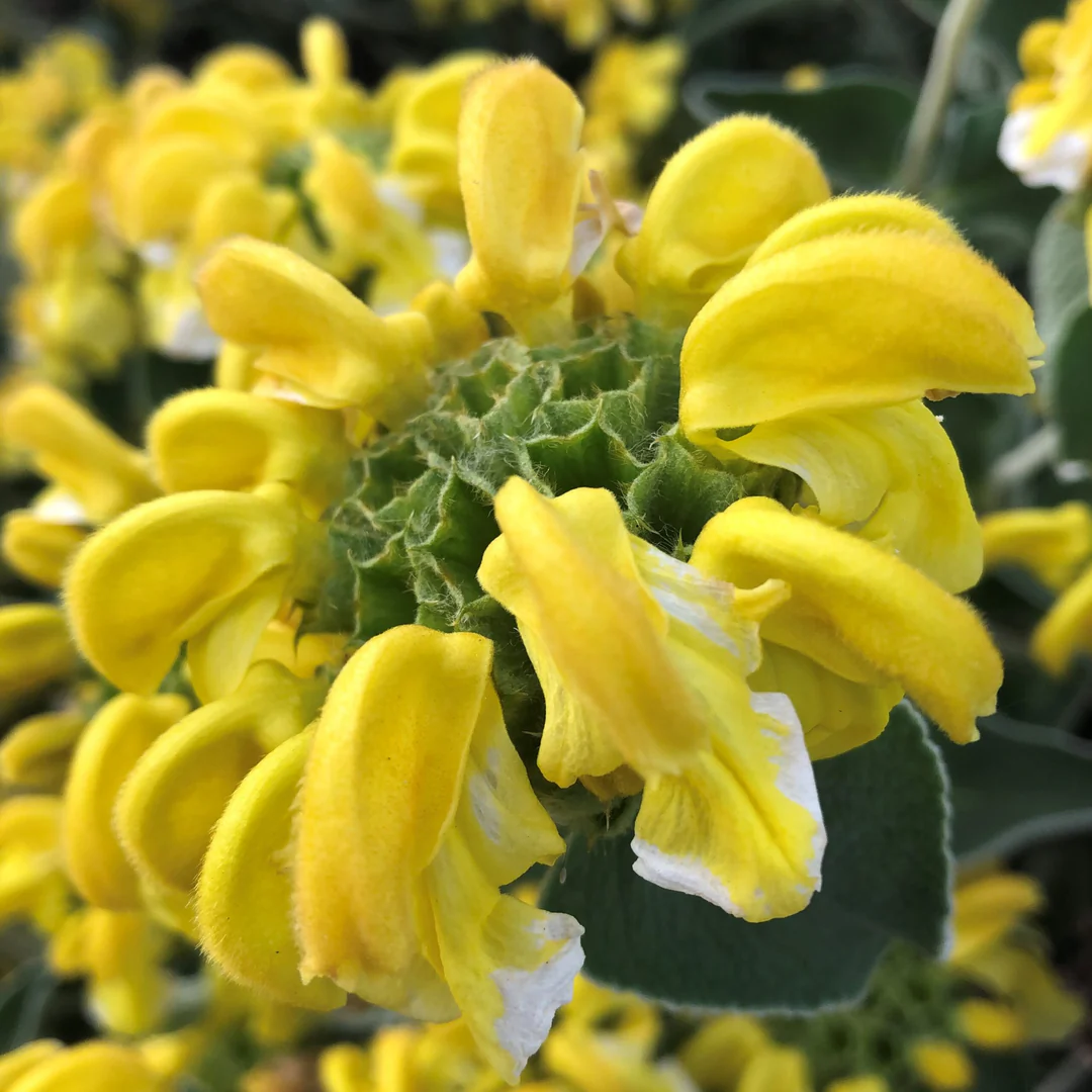 Jerusalem Seeds for Planting, heirloom & Non-GMO Seeds