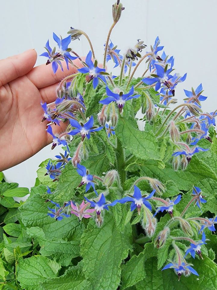 Dark Blue Borago Flower Seeds for Planting - 100