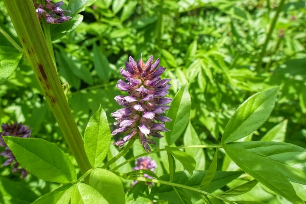 Licorice Seeds