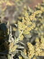 Atriplex Canescens Seeds for Planting - NON GMO Seeds Dhara Seeds