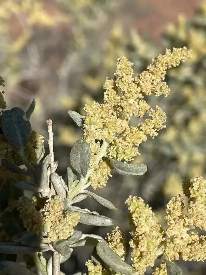 Atriplex Canescens Seeds for Planting - NON GMO Seeds Dhara Seeds