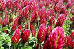 Red Crimson Flower Seeds for Planting NON GMO Seeds Dhara Seeds