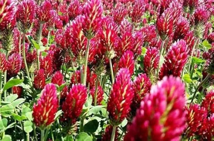 Red Crimson Flower Seeds for Planting NON GMO Seeds Dhara Seeds