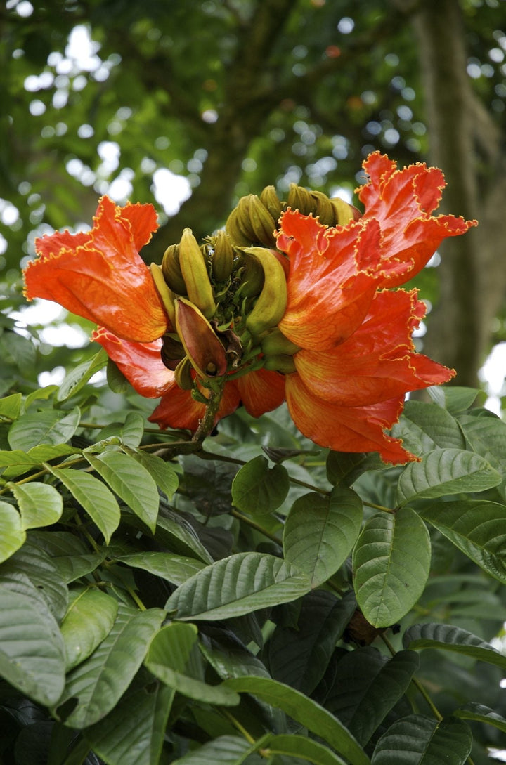 rare heirloom flower seeds Heirloom Non-GMO Tulip Tree Flower Seeds for Planting – Rare Ornamental Flower Seeds