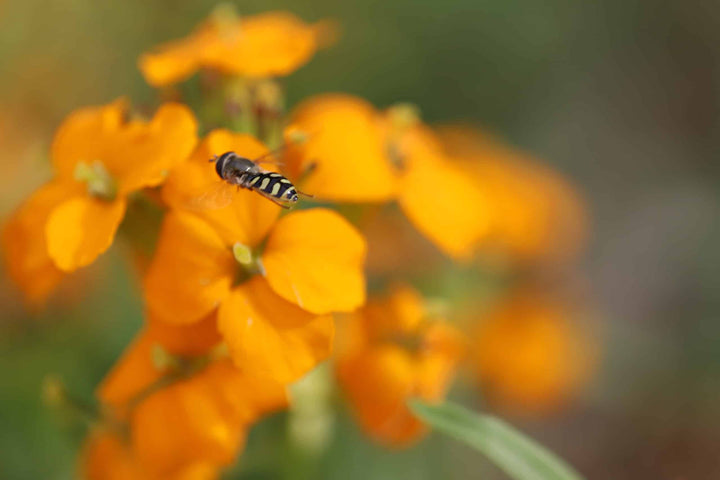 Orange Erysimum Aliionii Flower Seeds for Planting, 100