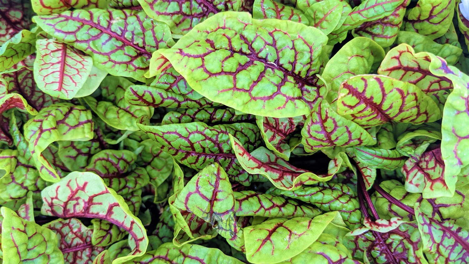 Red Veined Sorrel