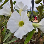 Organic Heirloom White Adenium Seeds – Non-GMO Desert Rose Succulent Seeds for Planting Dhara Seeds