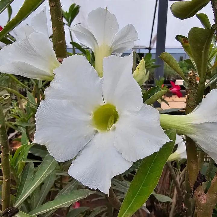 Organic Heirloom White Adenium Seeds – Non-GMO Desert Rose Succulent Seeds for Planting Dhara Seeds