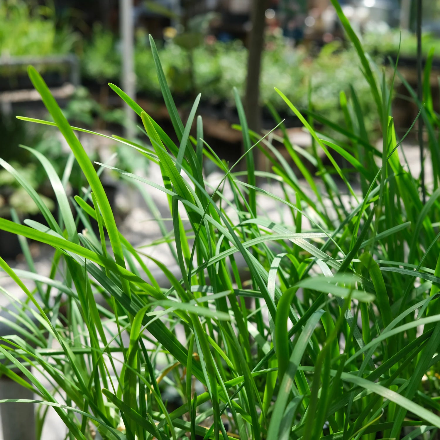 Geisha Garlic Chives Seeds