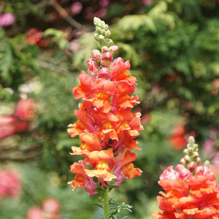 Orange Snapdragon Flower Seeds for Planting - 100
