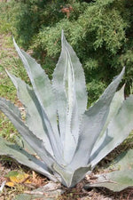 Silver Agave Plant Seeds for Planting NON GMO Seeds Dhara Seeds