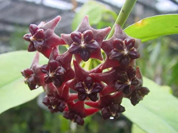 Canossa Flower Seeds for Planting NON GMO Seeds Dhara Seeds