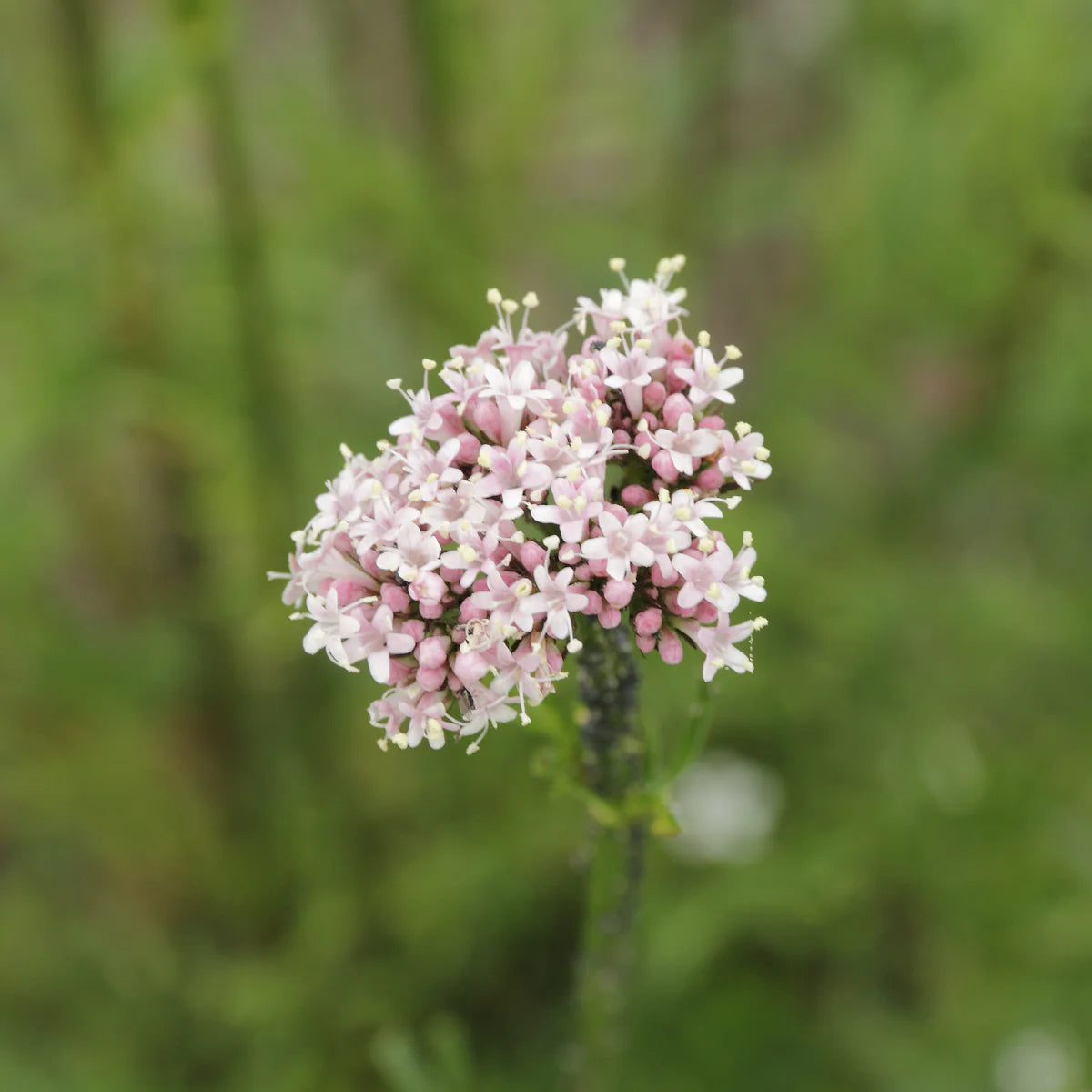 Bulk Valerian Seeds