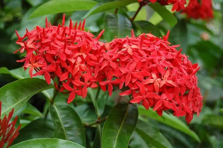 Coccinea Flower Seeds for Planting - NON GMO Seeds Dhara Seeds