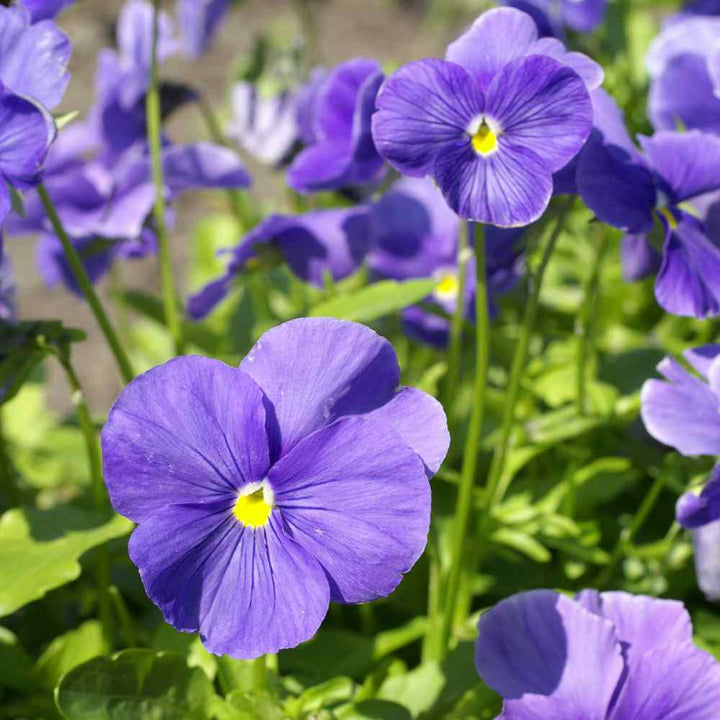 Pansy Blue Seeds for Planting – Organic Heirloom Non-GMO Flower Seeds