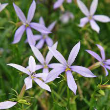 Blue Laurentia Flower Seeds for Planting - 100
