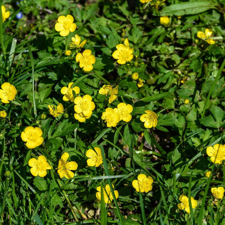 Yellow Buttercup Flower Seeds for Planting, 100