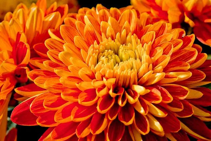 Chrysanthemum Flower Seeds Yellow Red for Planting NON GMO Seeds Dhara Seeds