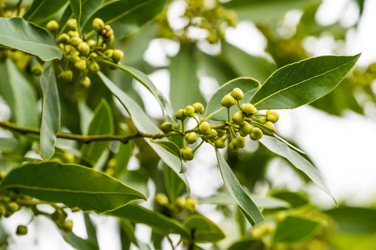 Bay Laurel Fruit Seeds for Growing Aromatic and Flavorful Laurel Trees