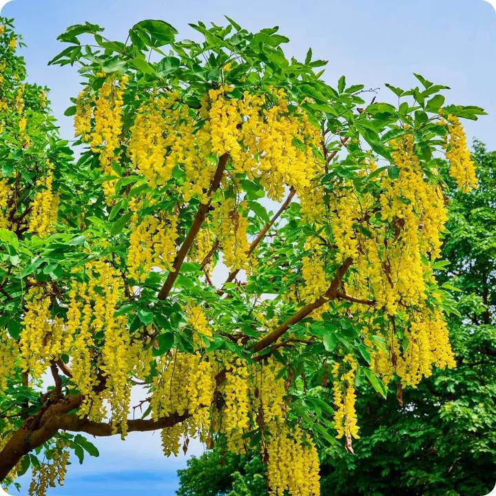 Yellow Laburnum Seeds – Heirloom, Non-GMO Flower Seeds for Planting Dhara Seeds