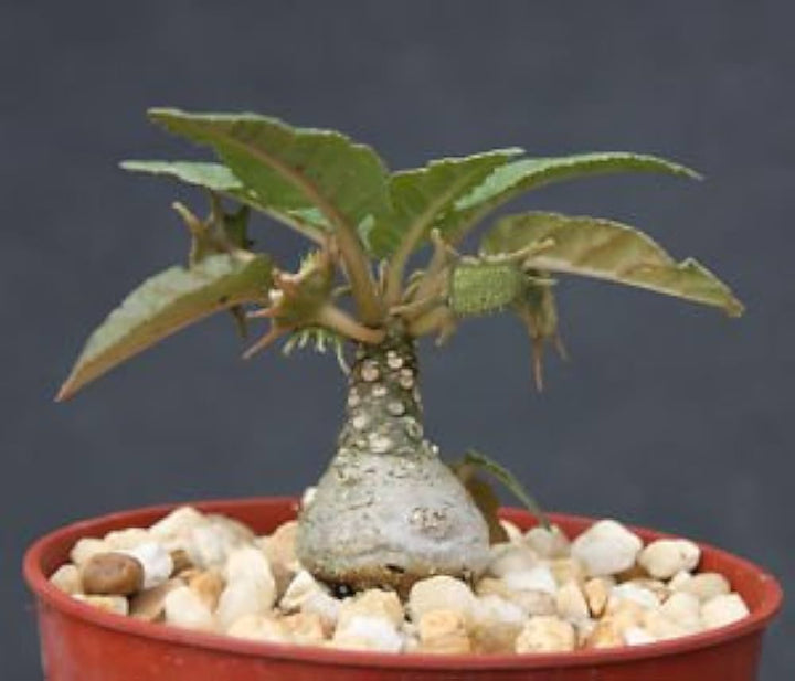 Dorstenia Lavrano Plant Seeds for Planting - Heirloom and Non-GMO Seeds for Home Garden