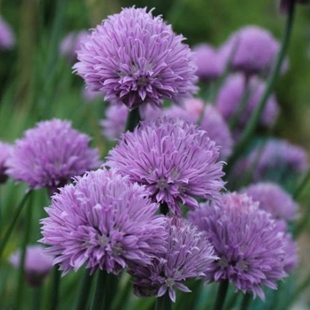 Chives Seeds