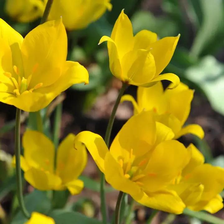 Tulipa Sylvestris Seeds for Planting – Heirloom, Non-GMO Wildflower Seeds Dhara Seeds