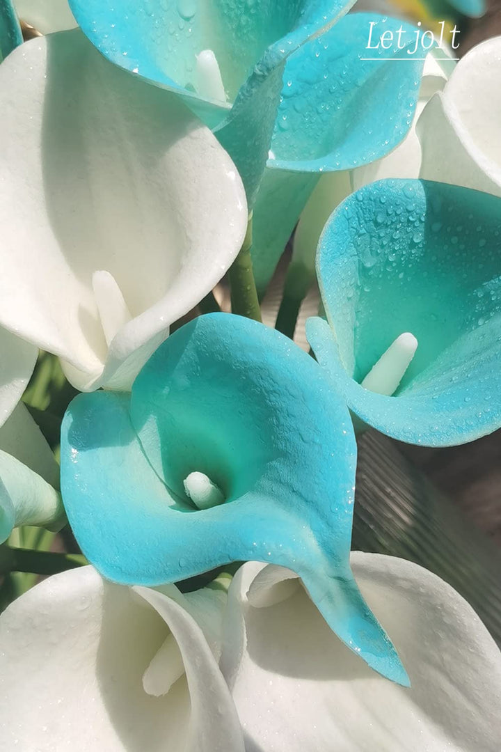 Sky Blue Calla Flower Seeds for Planting, 100