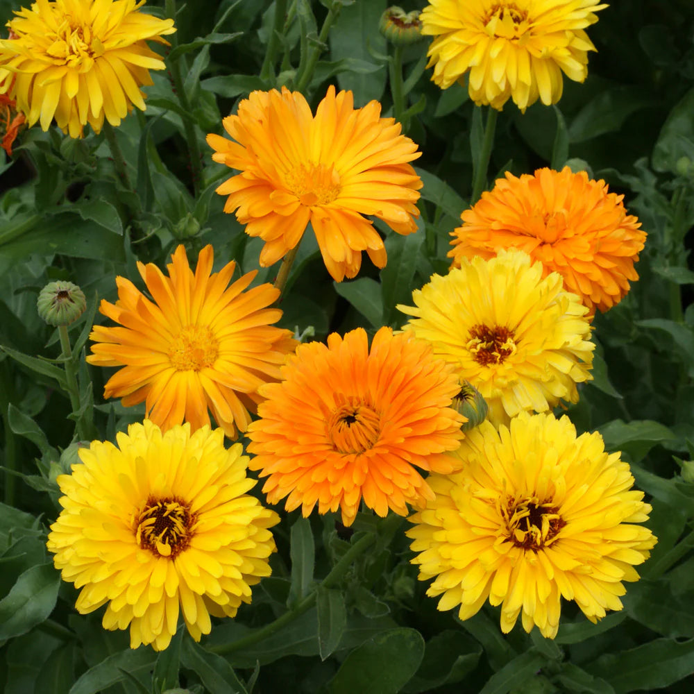 Calendula Seeds (Dwarf) - Fiesta Gitana