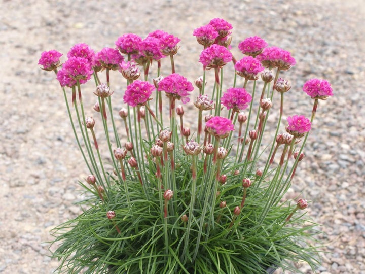 Pink Thrift Joystick Flower Seeds for Planting - 100