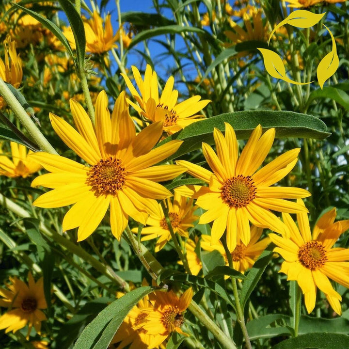Yellow Maximiliani Flower Seeds for Planting, 100