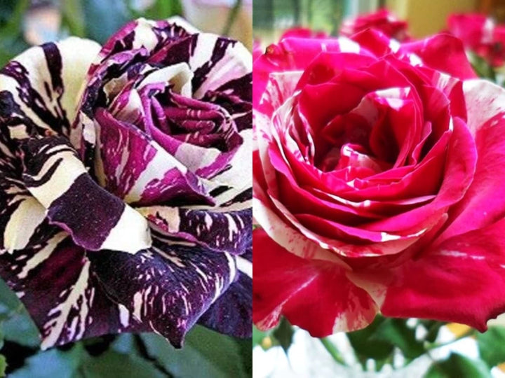 Mix Dragon Rose Flower Plant Seeds Non-GMO Heirloom Garden Seeds for Planting and Growing