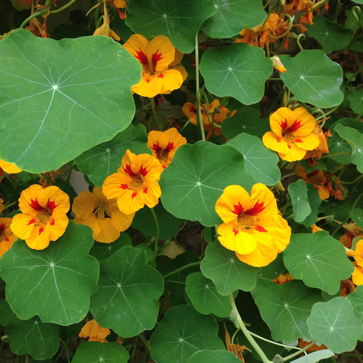 Heirloom Yellow Red Nasturtium Flower Seeds for Planting – Non-GMO, Vibrant Edible Blooms