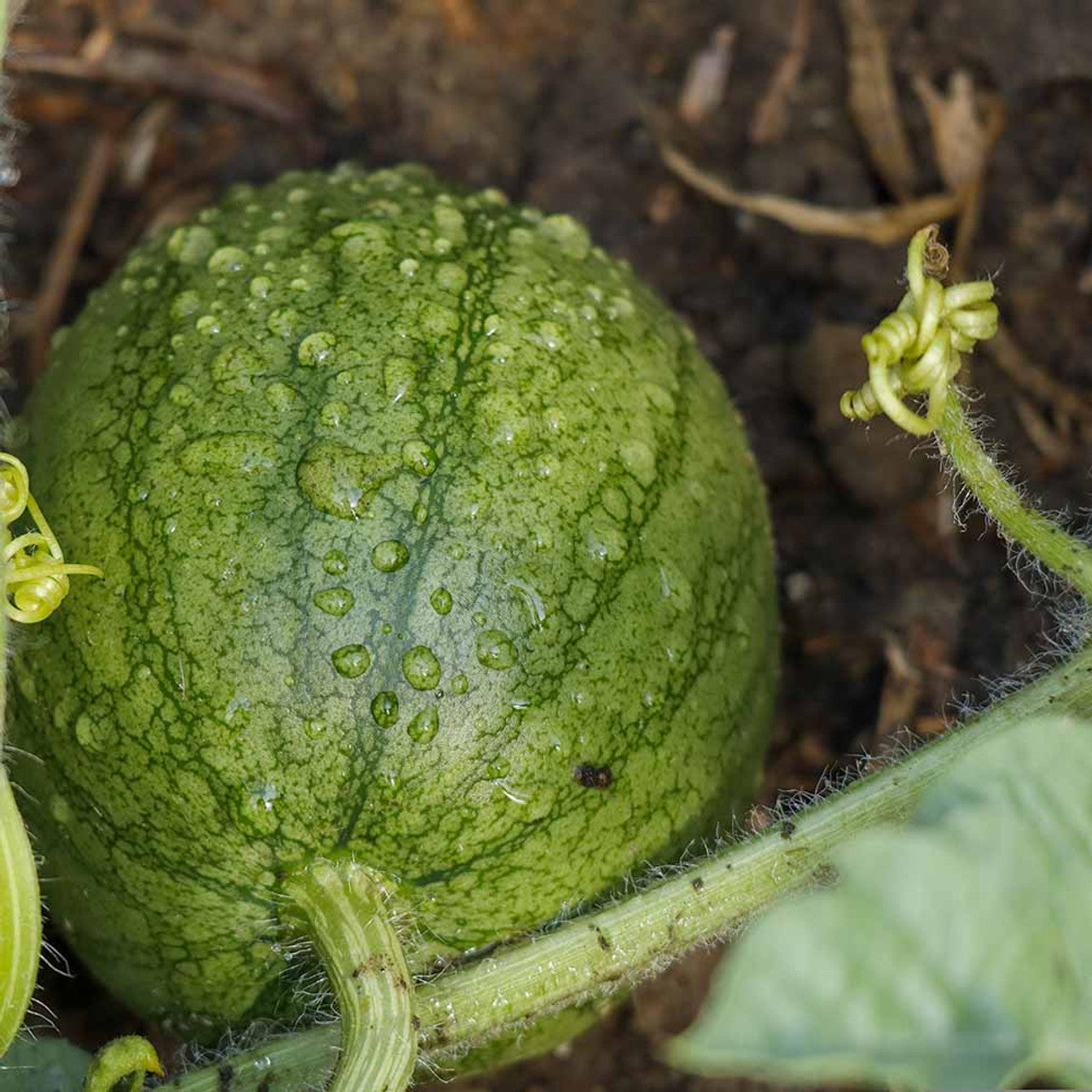 Yellow Crimson Watermelon Fruit Seeds for Planting - Grow Unique and Refreshing Watermelons