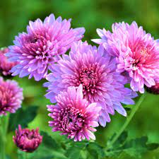 Chrysanthemum Chrysanthemum Morifolium Gerbera Flower Seeds for Planting – Vibrant Blooms for Outdoor Gardens and Containers