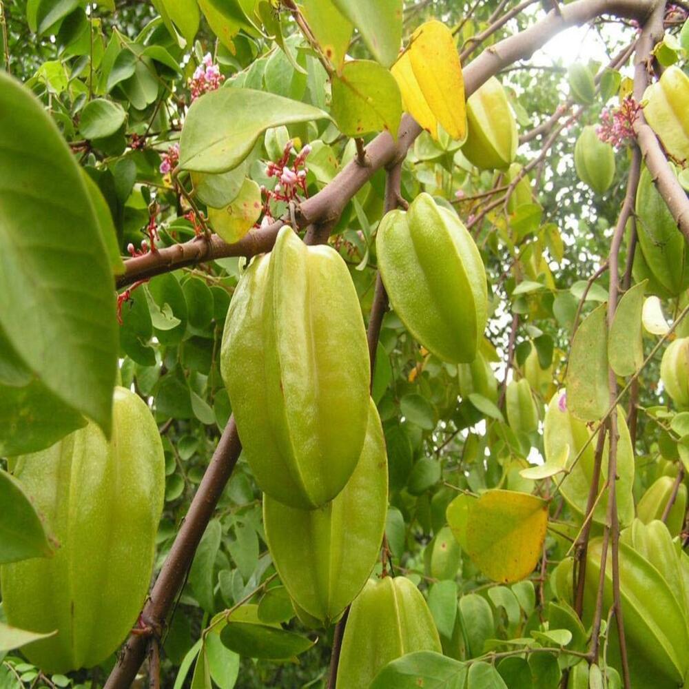 Starfruit Seeds for Growing Sweet and Exotic Tropical Fruit Trees