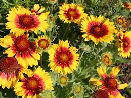 Yellow Gaillardia Seeds for Planting - NON GMO Seeds Dhara Seeds