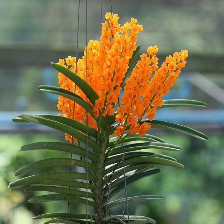 Light Yellow Ascocentrum Flower Seeds for Planting - 100