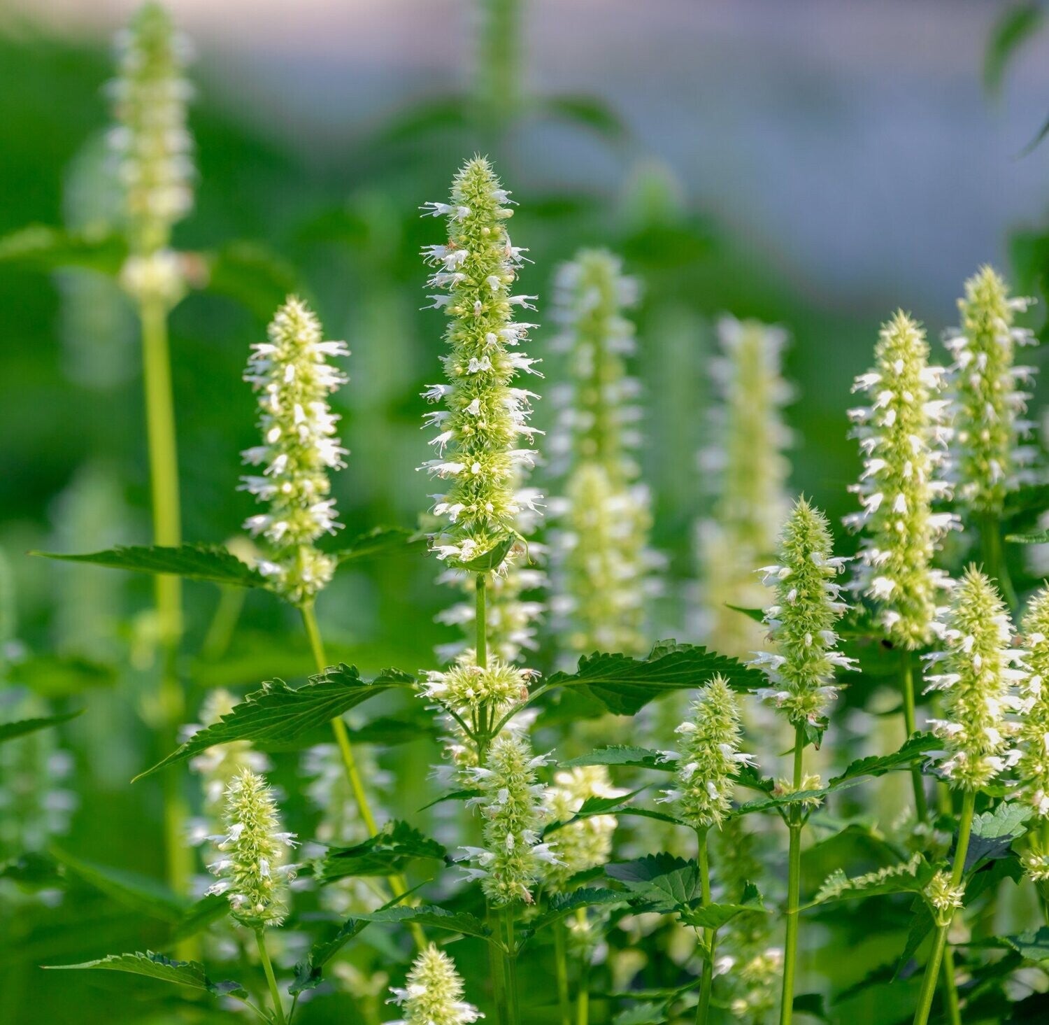 Agastache Licorice White Seeds