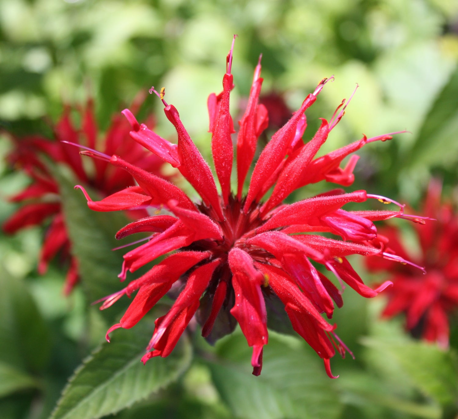 Monarda Sugar Buzz Cherry Pops