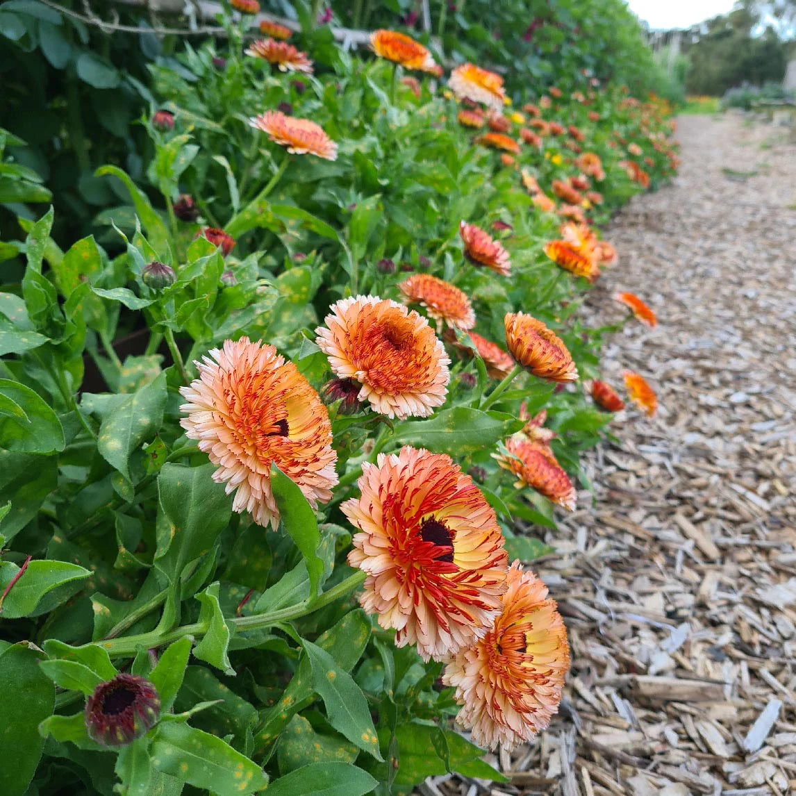 Calendula Seeds - Pink Surprise