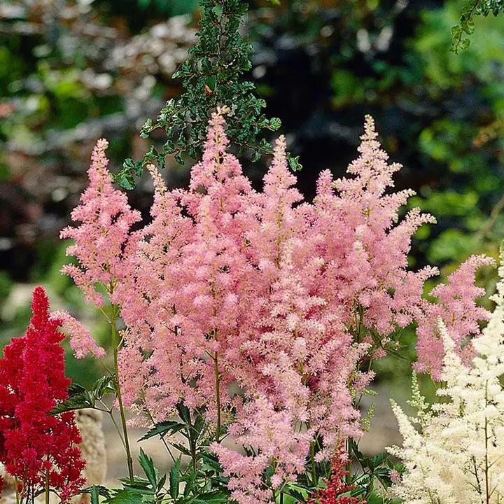 Baby Pink Astilbe Flower Seeds for Planting - Heirloom Seeds for Home Garden, Beautiful Blooms Dhara Seeds